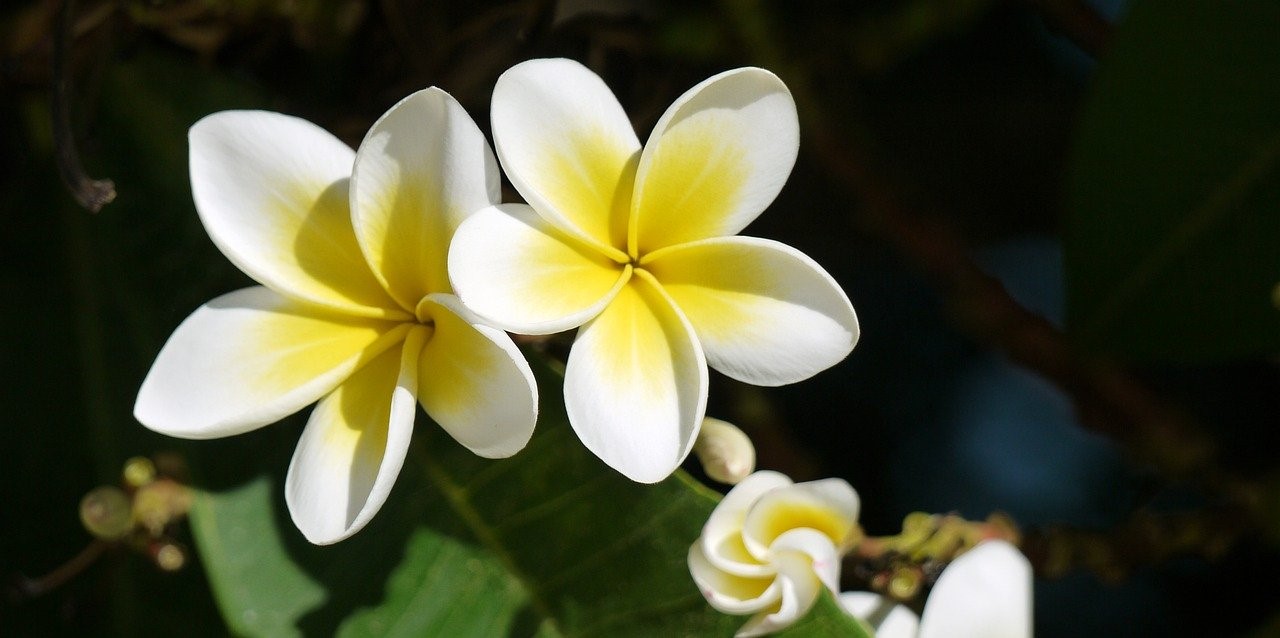 プルメリアの花