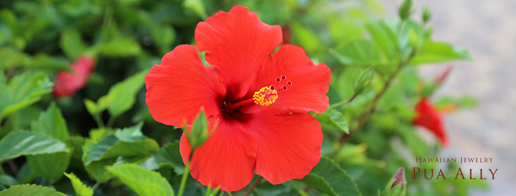 ハイビスカス，お花，モチーフ，おすすめ