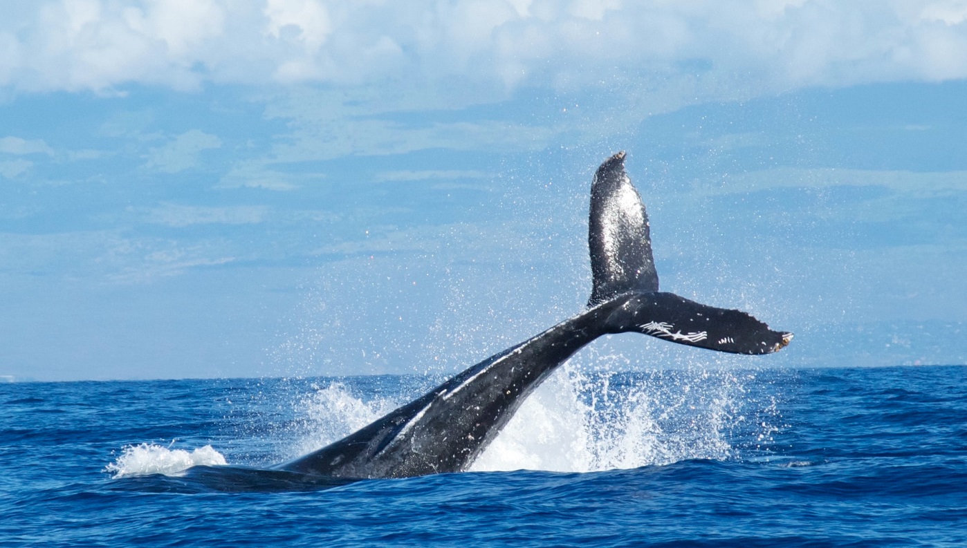 ハワイアンジュエリー モチーフ クジラの尾